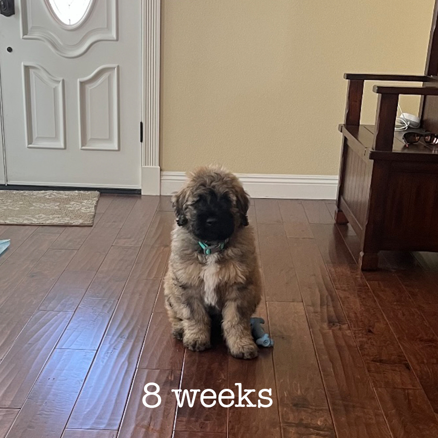 8 weeks